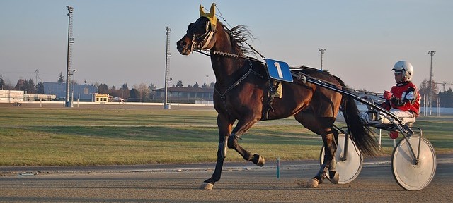 4 Fun Facts About Harness Racing - scottishharnessracing.co.uk